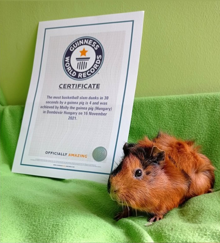 匈牙利一只棕色小豚鼠和主人合作创下“豚鼠篮球入樽次数最多”的健力士世界纪录