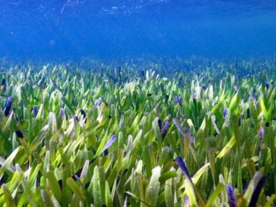 西澳海岸发现全球目前已知最大的单一植物——澳洲海神草 至少有4500年历史