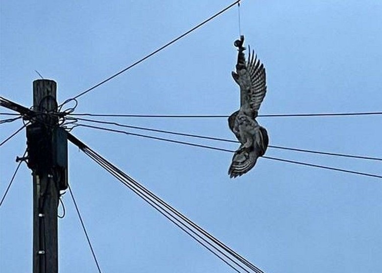 英国西约克郡门斯顿猫头鹰被倒吊在电话线杆上不能脱身 乌鸦吵醒居民求救