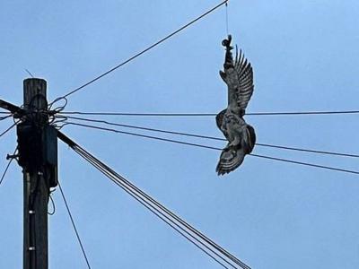 英国西约克郡门斯顿猫头鹰被倒吊在电话线杆上不能脱身 乌鸦吵醒居民求救