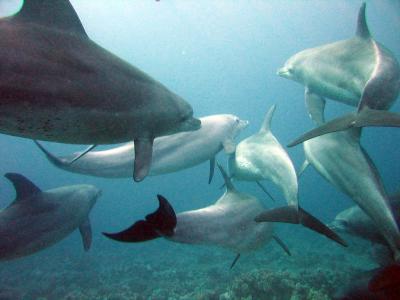 新研究发现瓶鼻海豚似乎会利用珊瑚治疗自己的皮肤疾病