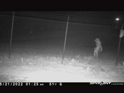 不明阿马里诺物：美国德州阿马里诺市动物园监控夜间拍摄到不明生物在围栏外走动