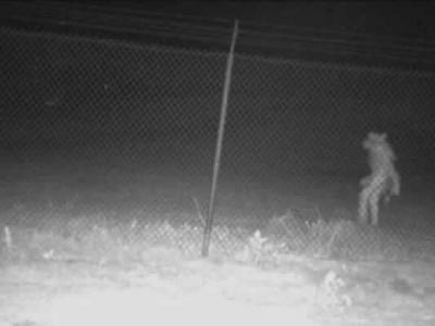 皮行者？美国德州阿马里洛动物园视频监控捕捉到神秘“类人生物”影像