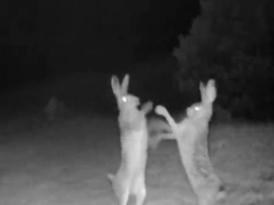 土耳其阿尔特温自然保育国家公园2只野兔在镜头前大打出手