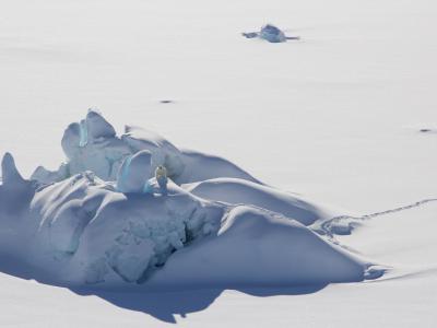 格陵兰岛东南地区发现一个孤立的具有不同基因的北极熊种群