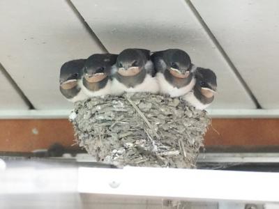 日本燕子妈妈可能在筑巢时算错数 5只小雏鸟被迫挤在一起一脸无奈