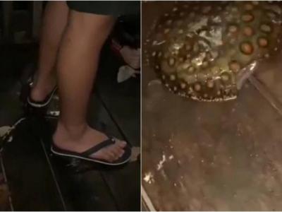 新加坡男孩涉嫌用脚踩死魔鬼鱼 虐待动物罪成或囚18个月