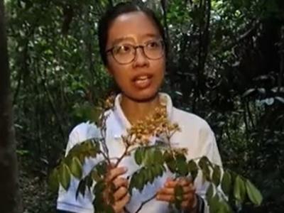 新加坡国家公园绒毛油楠罕有开花 当局成功采集样本