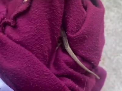 美国佛罗里达州妇人惨遭小蜥蜴爬进裤管 惊吓短片放上TikTok分享