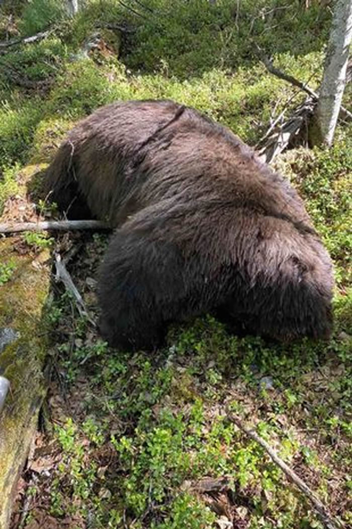 要死一起死！俄罗斯猎人射杀野熊被最后一搏压碎头骨惨死
