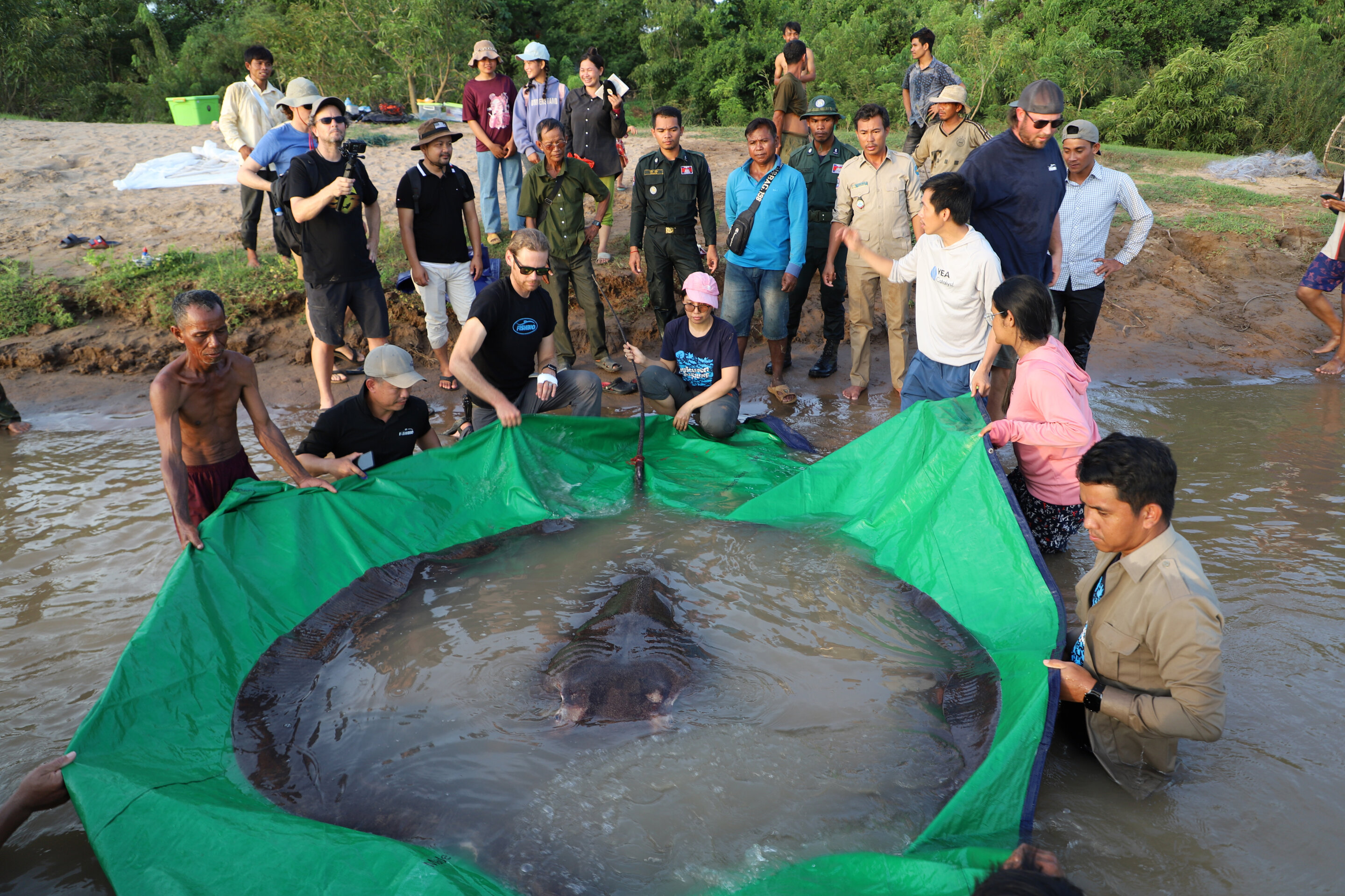 柬埔寨渔民在湄公河流域捕到一条近300公斤重的黄貂鱼 是有记录以来世界上最大淡水鱼