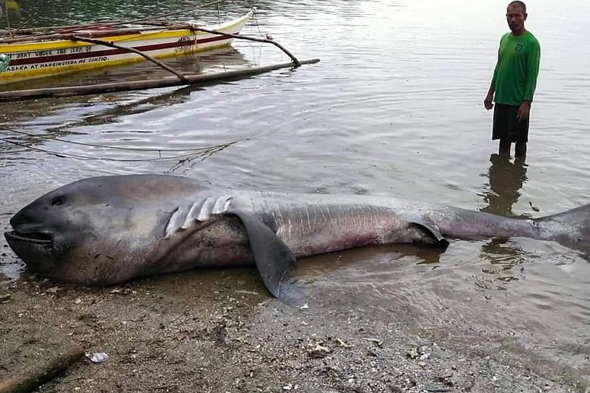 菲律宾吕宋岛最南端的索索贡省巴加卡伊沿岸村庄沙滩惊现罕见巨口鲨尸体