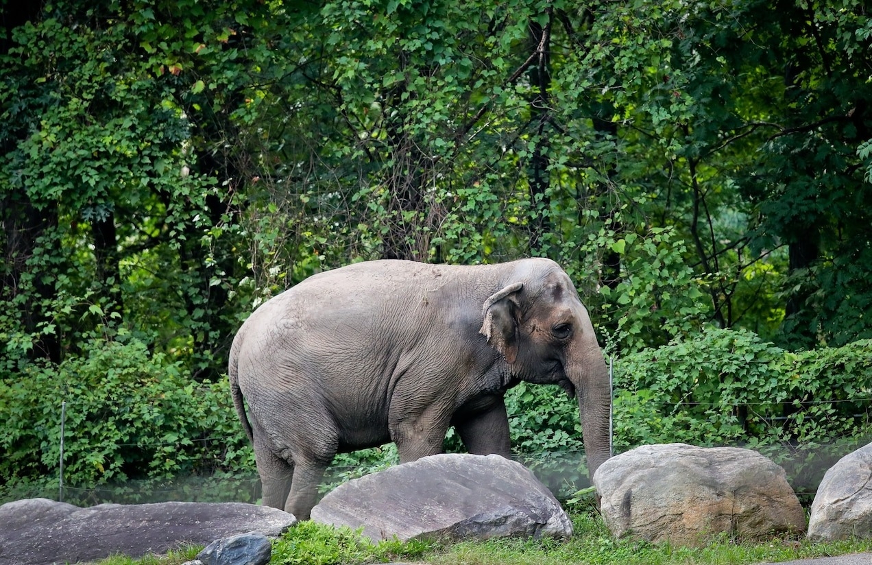 美国纽约最高法庭裁定布隆克斯动物园大象“快乐”不能被视为一个人