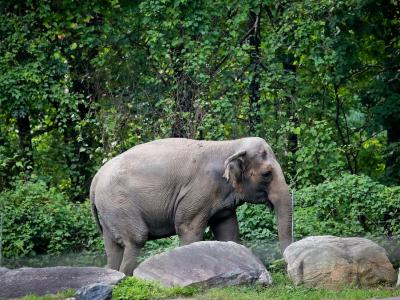 美国纽约最高法庭裁定布隆克斯动物园大象“快乐”不能被视为一个人