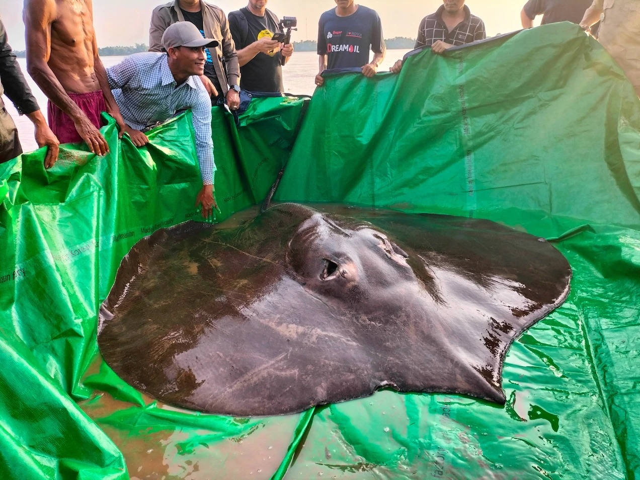“巨鱼计划”研究人员在柬埔寨北部湄公河捕获巨无霸查菲窄尾魟 刷新最大淡水鱼纪录