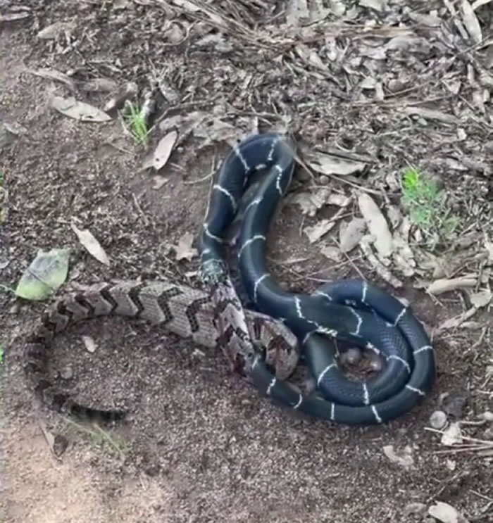 美国乔治亚州老翁目击无毒美东王蛇吞噬剧毒响尾蛇的瞬间