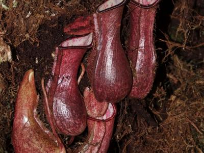 婆罗洲岛食肉植物猪笼草Nepenthes pudica可以捕捉生活在地下的猎物