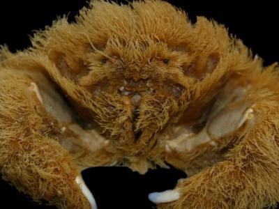 澳大利亚发现海绵蟹新物种Lamarckdromia beagle