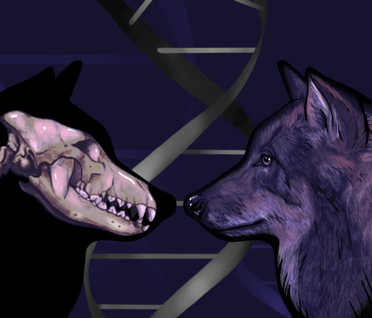 冰河时期狼的DNA显示狗的祖先是两个独立的古代狼种群