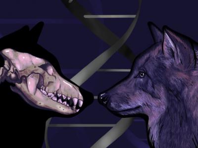 冰河时期狼的DNA显示狗的祖先是两个独立的古代狼种群