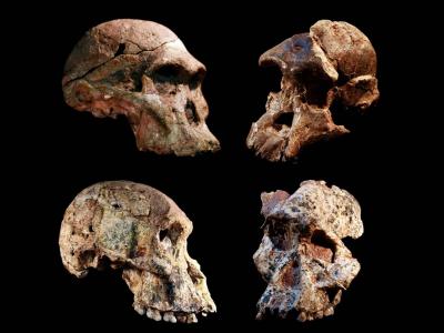 南非“人类摇篮”中的人类祖先化石可能比此前认为的要早100多万年