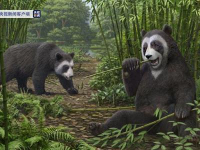 大熊猫食竹历史或可追溯到600万年前