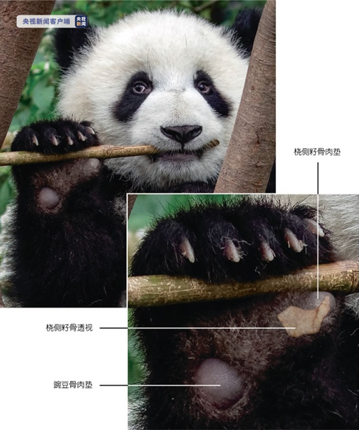 大熊猫食竹历史或可追溯到600万年前