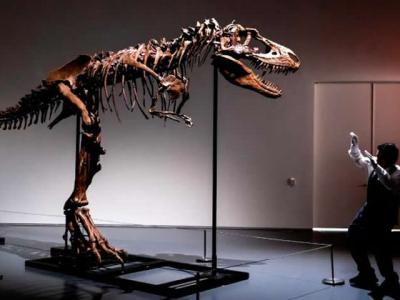 美国纽约将拍卖顶级食肉恐龙——戈尔冈龙化石骨架 估价800万美元