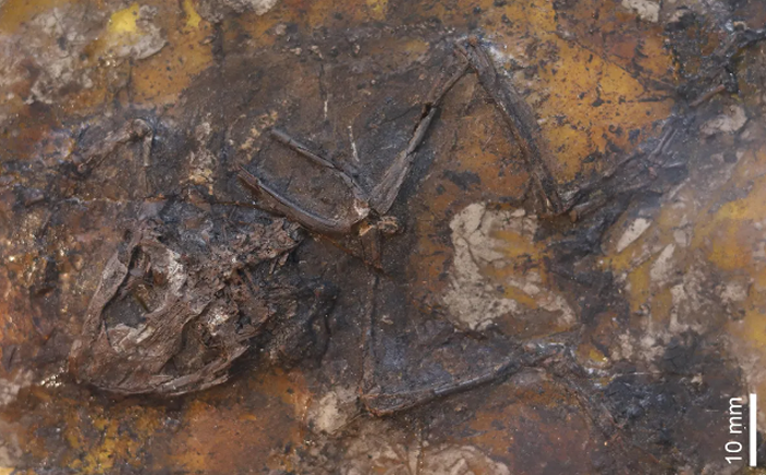 德国沼泽地4500万年前发生的“青蛙交配死亡陷阱”