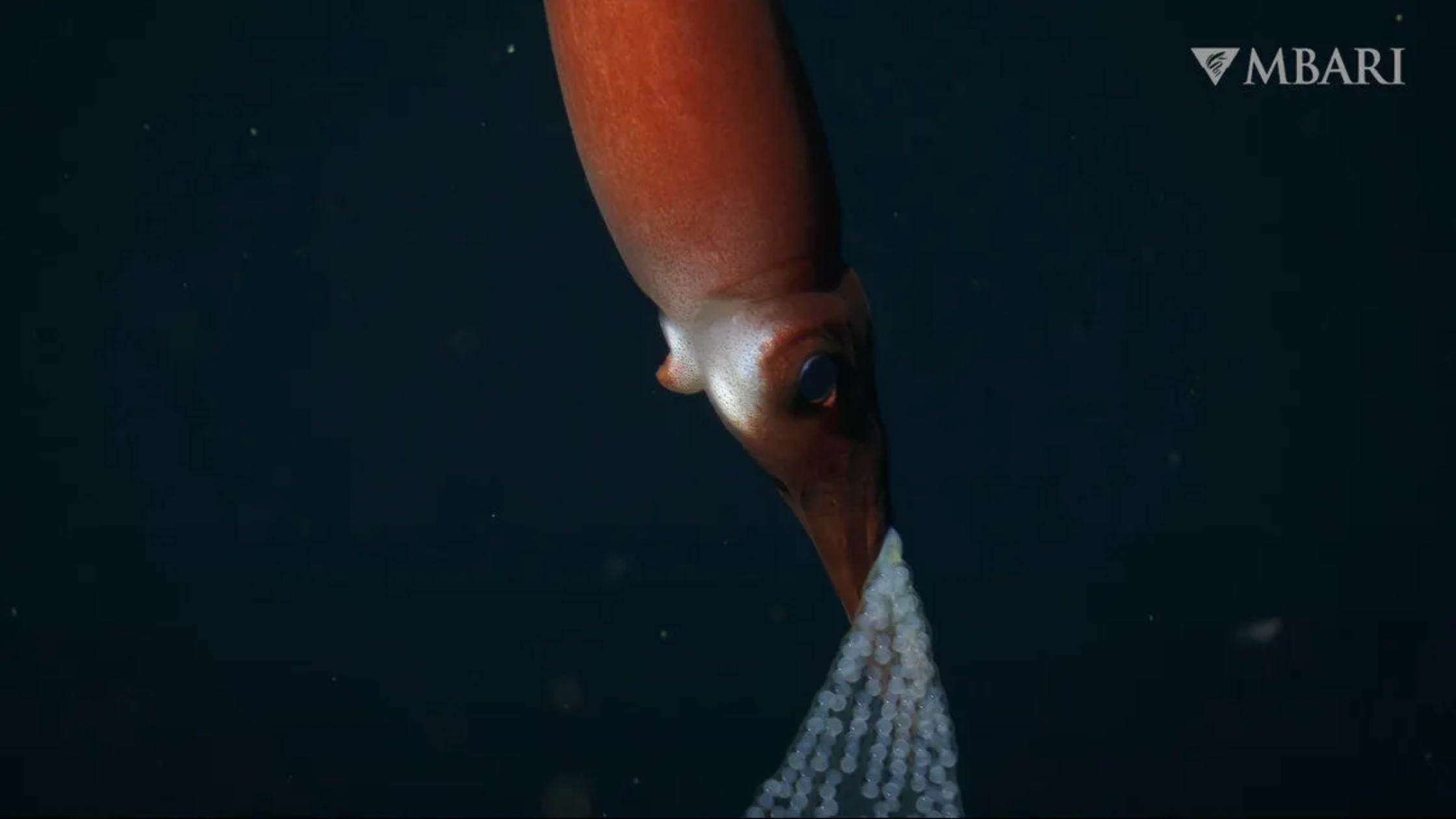 研究人员再次捕获Bathyteuthis sp.乌贼妈妈在深海中携带卵子的罕见画面