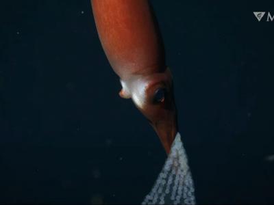 研究人员再次捕获Bathyteuthis sp.乌贼妈妈在深海中携带卵子的罕见画面
