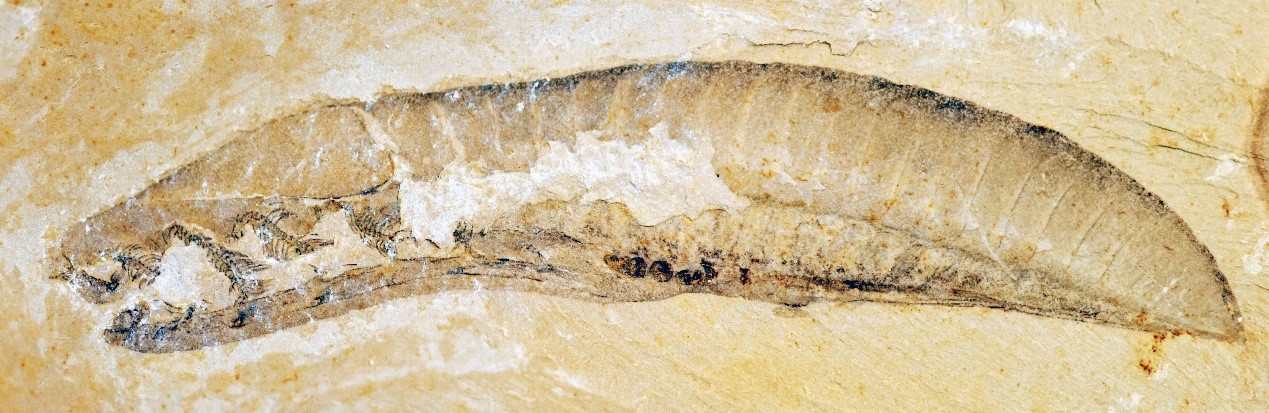 我国古生物学者证实5.18亿年前的云南虫是地球上最古老的脊椎动物