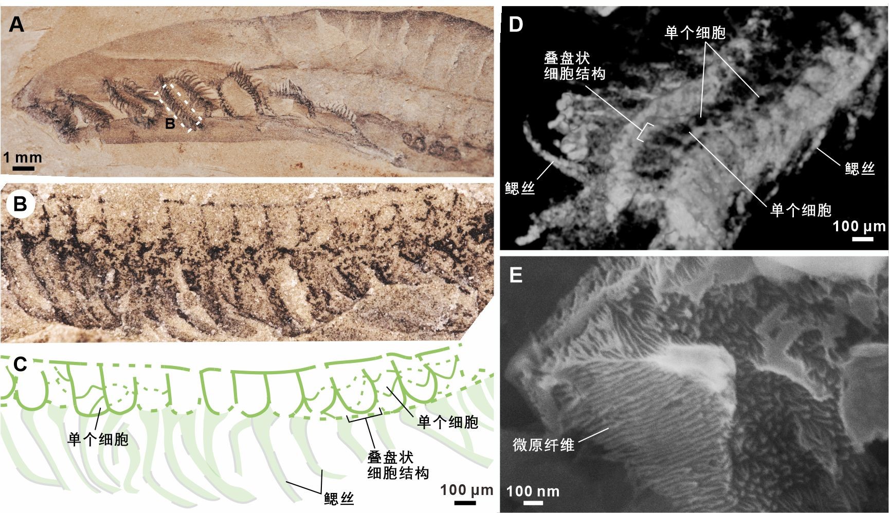 我国古生物学者证实5.18亿年前的云南虫是地球上最古老的脊椎动物