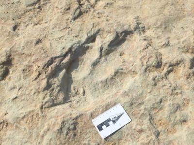 4300多个：河北张家口现国内数量最多恐龙足迹化石点