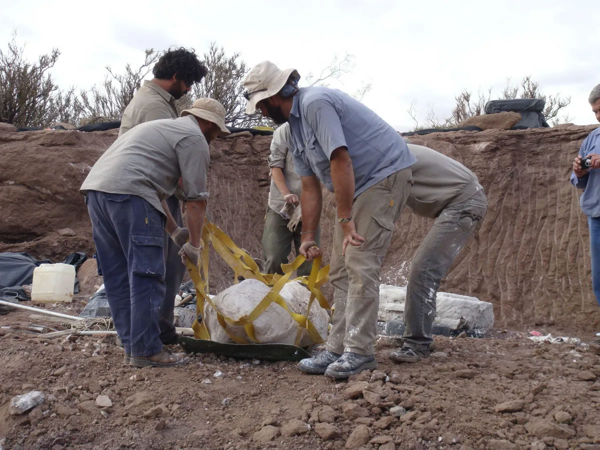 阿根廷北部巴塔哥尼亚地区发现巨大的全新肉食性恐龙化石Meraxes gigas
