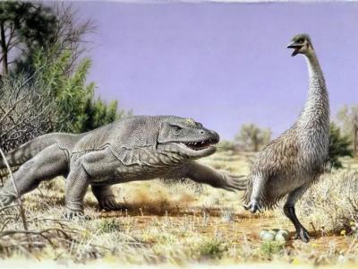 有争议的澳大利亚史前巨蛋属于“末日恶魔鸭”最后成员