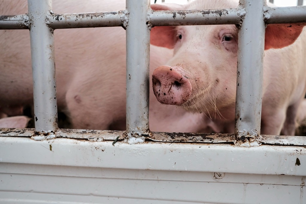 《卫报》调查披露，全美农场动物的运输条件不佳，每年有数以千万计的动物在被屠宰之前就已经死亡。图片来源：ILRI／Flickr（CC BY-NC-ND 2.0）