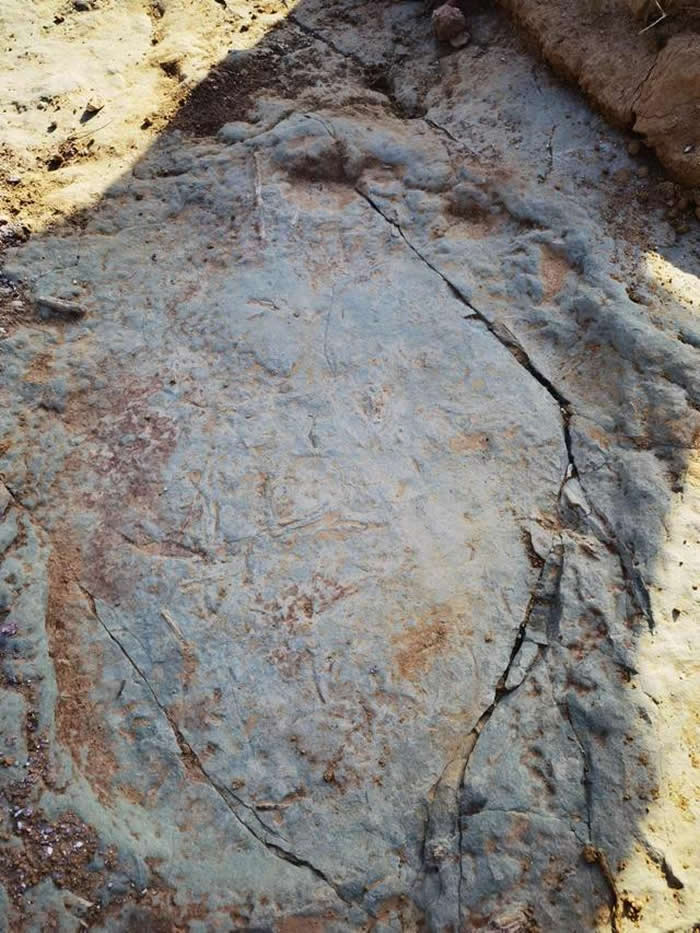 张家口宣化发现1.5亿年前恐龙足迹化石群