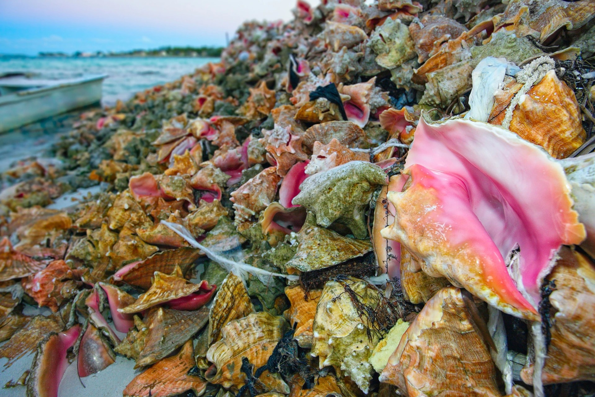 为什么现在海滩上越来越难找到贝壳？