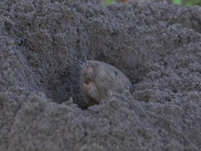 囊鼠(pocket gopher)可能是唯一一种会耕种的非人类哺乳动物