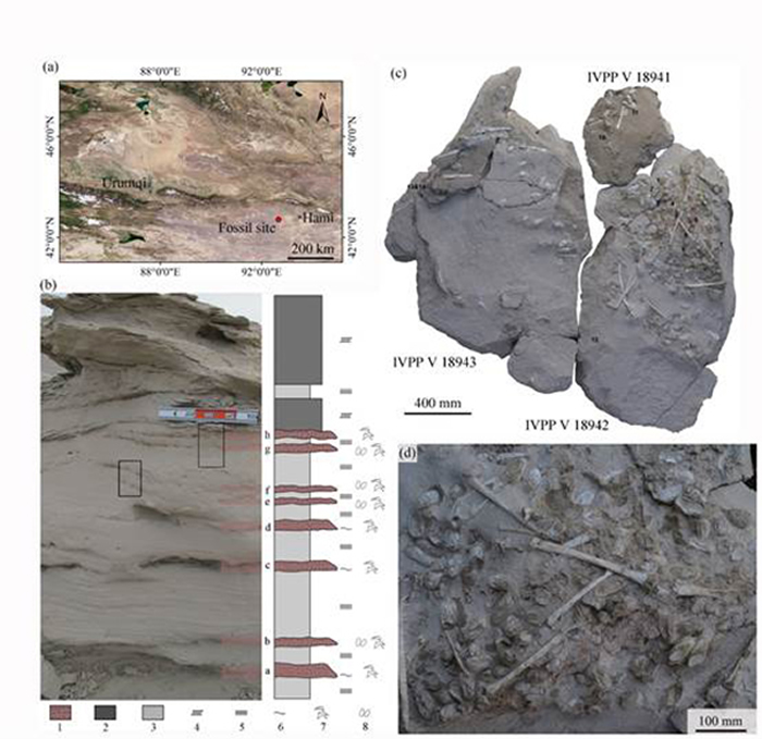 对哈密翼龙蛋化石进行的研究发现白色蛋壳的主要成分是氟磷灰石