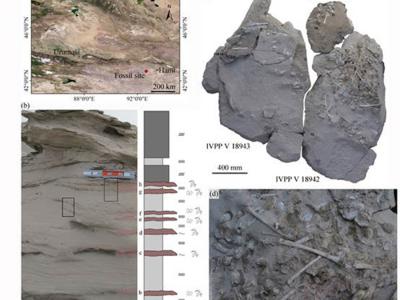 对哈密翼龙蛋化石进行的研究发现白色蛋壳的主要成分是氟磷灰石