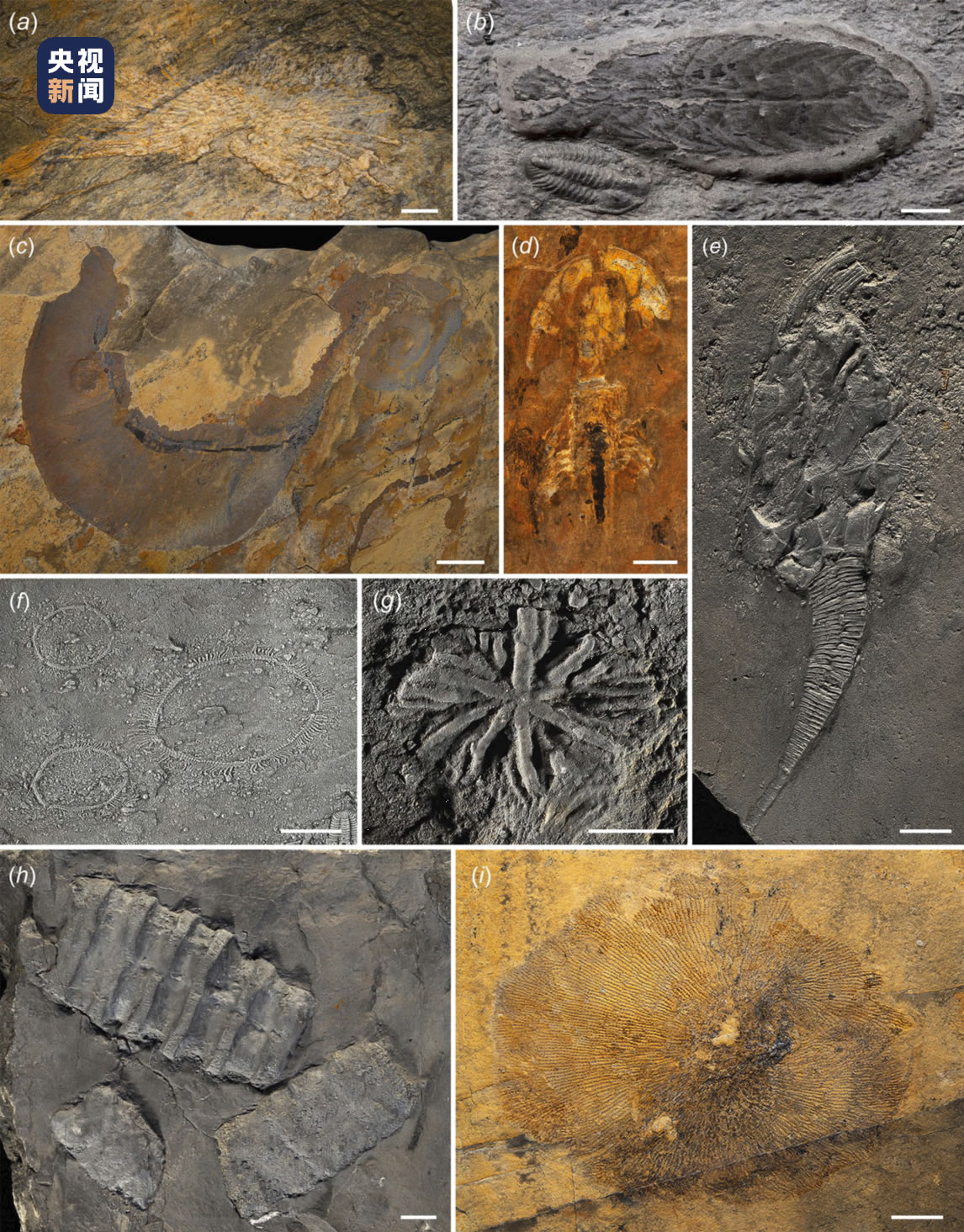 湖南永顺发现的特异埋藏化石库——列夕动物群 揭示奥陶纪生物大辐射早期海洋生态面貌