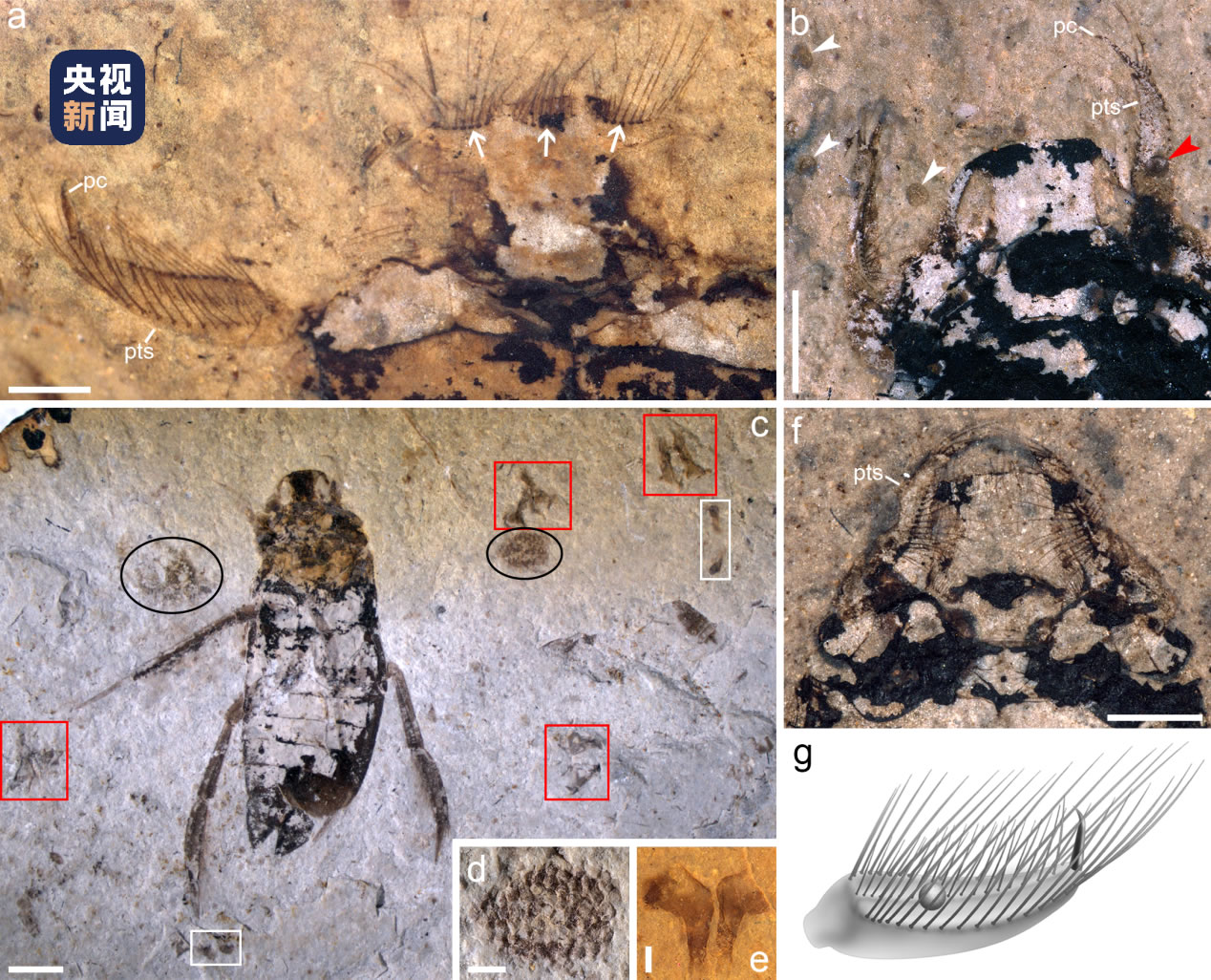 研究发现卡拉划蝽独特的携卵行为 昆虫育幼行为的直接证据提前近4000万年