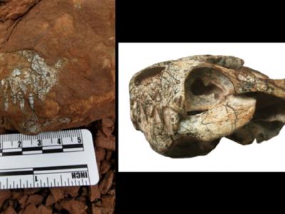 中国首次发现真钱伯兽化石