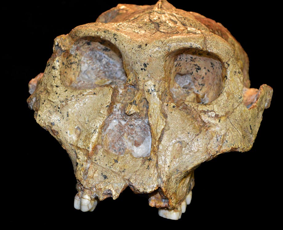 准确的古人类数据：古人类学家呼吁正确对待人类进化的化石记录