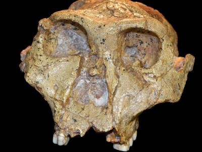 准确的古人类数据：古人类学家呼吁正确对待人类进化的化石记录