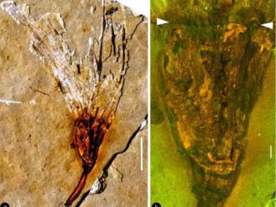 辽西发现早白垩世新型被子植物化石