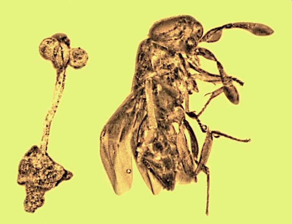 多米尼加共和国3000万年前琥珀中发现罕见的花和寄生蜂