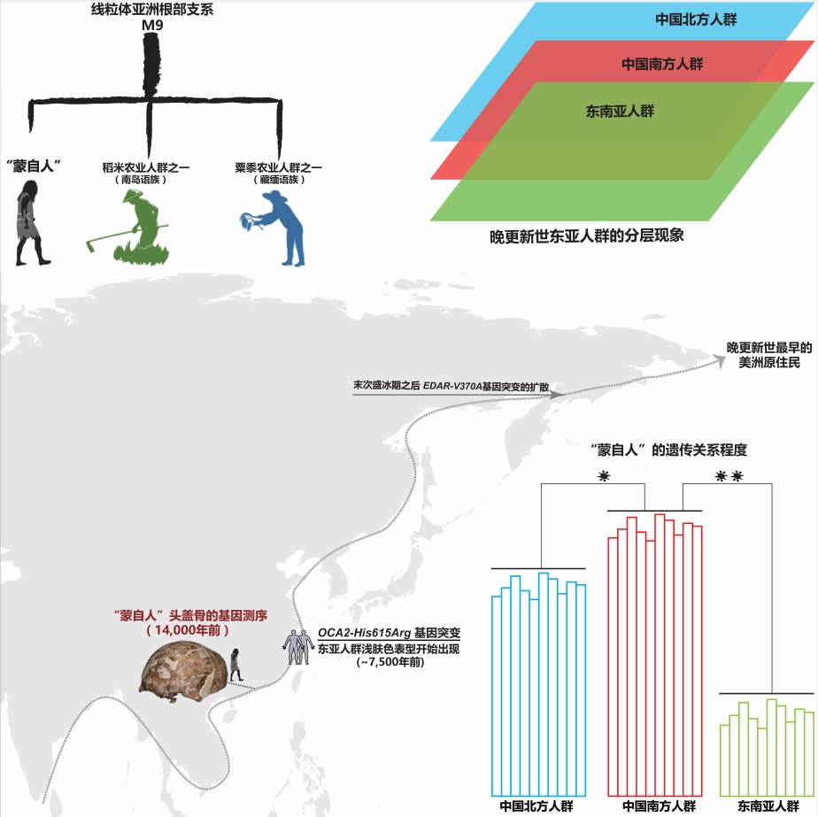 “蒙自人”的群体历史以及与其他亚洲人群的遗传关系